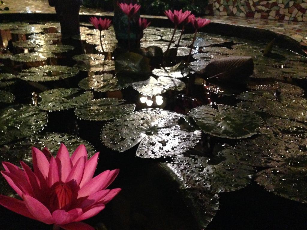 The Lotus Garden Bed & Breakfast Puerto Princesa Eksteriør bilde